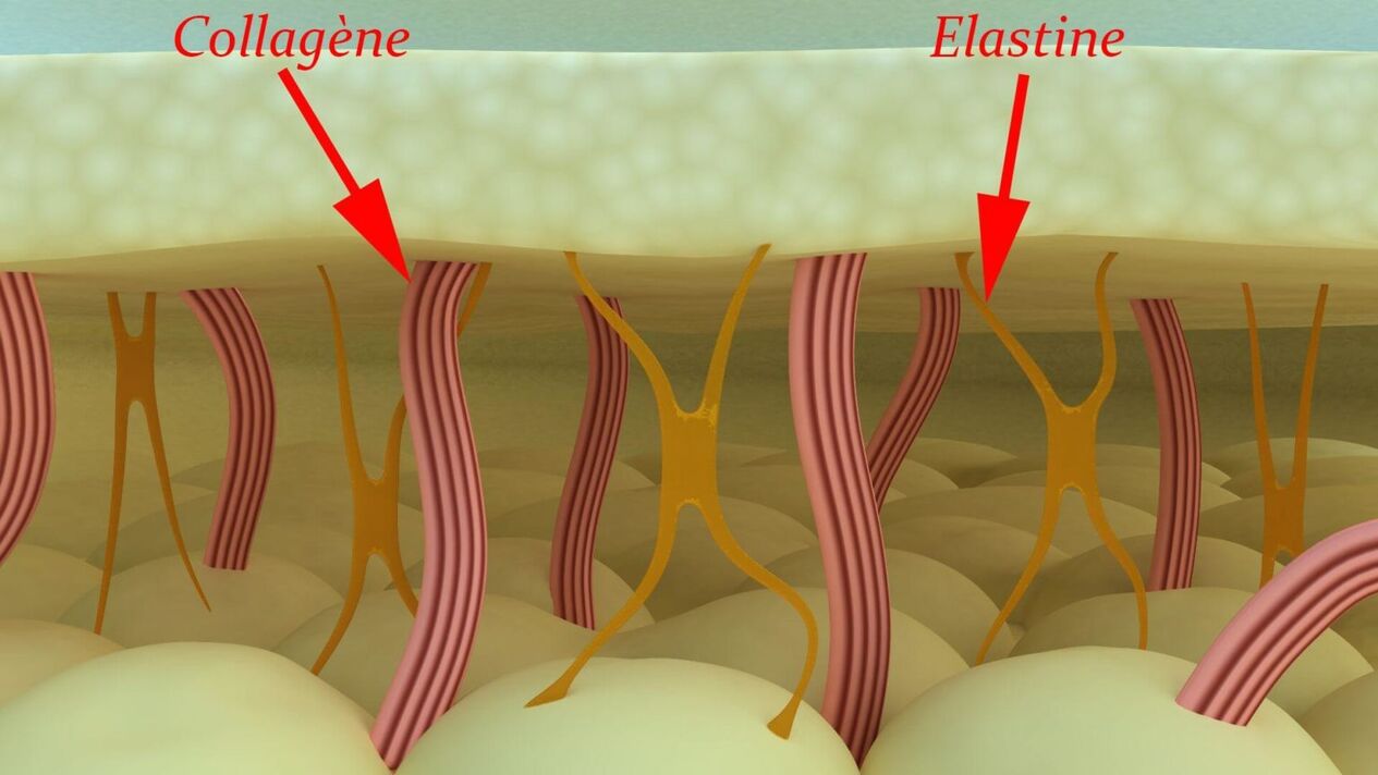 Kollajen ve elastin - derinin yapısal proteinleri